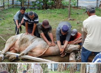 Semangat Idul Adha 1446 H di Pesantren Darul Falah Aek Songsongan: Santri MA Turut Andil dalam Syiar Kurban