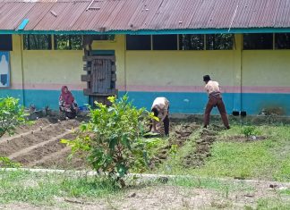 Ubah Lahan Tidur Jadi Kebun Produktif, Siswa MTs Al-Manaar PTPN IV Pulu Raja Asah Keterampilan Bertani