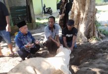 Jaga Tradisi 10 Tahun, Yayasan Pendidikan Al Manaar Pulu Raja Kembali Gelar Pemotongan Hewan Qurban