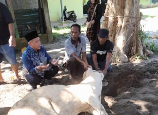 Jaga Tradisi 10 Tahun, Yayasan Pendidikan Al Manaar Pulu Raja Kembali Gelar Pemotongan Hewan Qurban